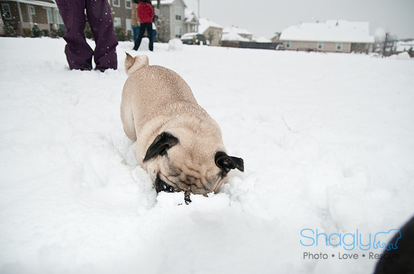 Snow Day-1025