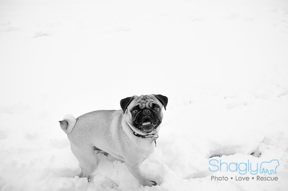 Snow Day-1267