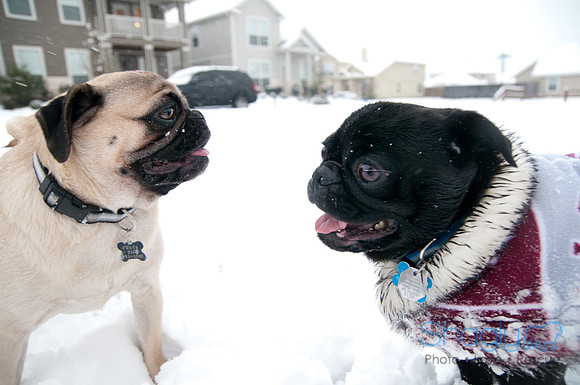 Snow Day-1063