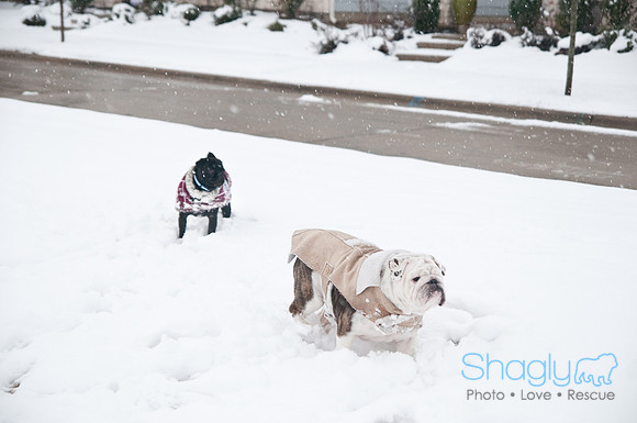 Snow Day-1079