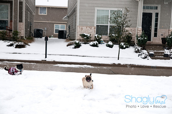 Snow Day-0909
