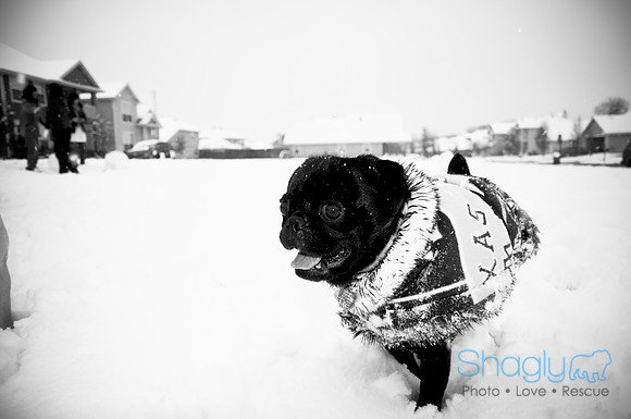 Snow Day-1021