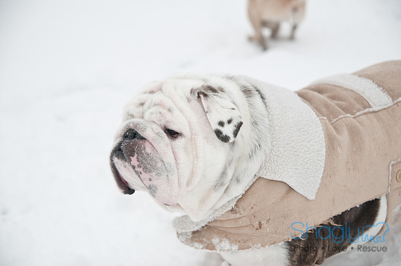 Snow Day-1008