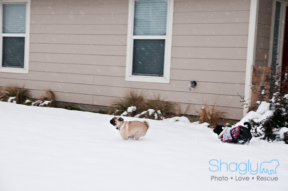 Snow Day-0882