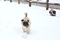 Snow Day-1198