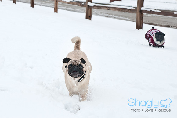 Snow Day-1198