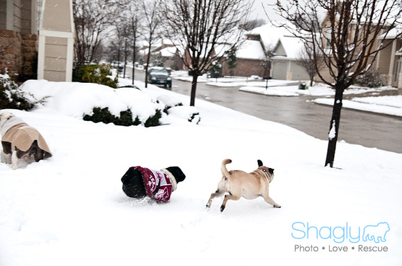 Snow Day-0888