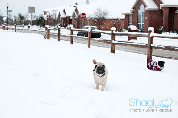 Snow Day-1196