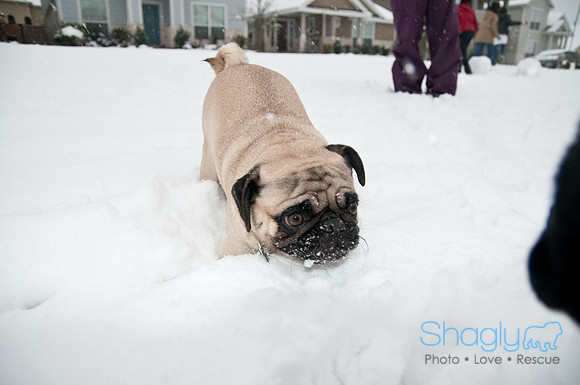 Snow Day-1027