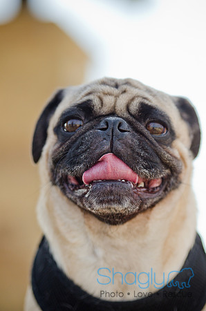 Pug Play Date-11