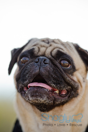 Pug Play Date-14