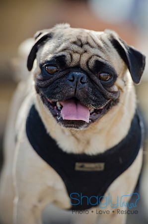 Pug Play Date-4