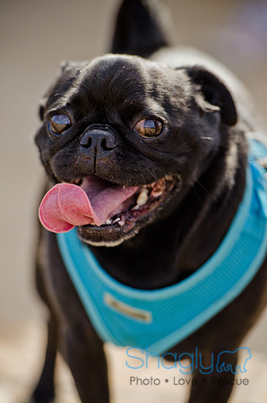 Pug Play Date-1