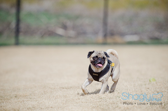 Pug Play Date-8