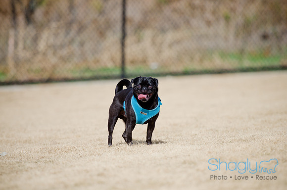 Pug Play Date-9
