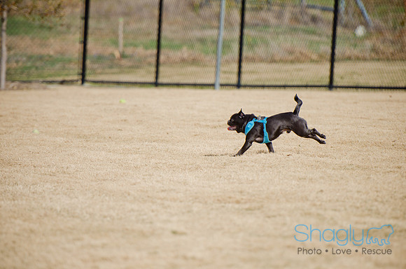 Pug Play Date-5