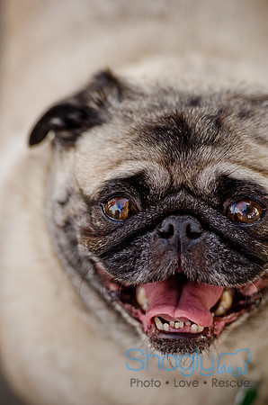 Pug Play Date-19