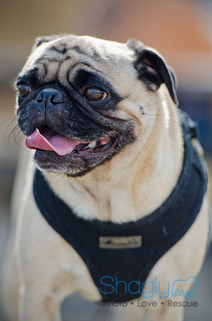Pug Play Date-2