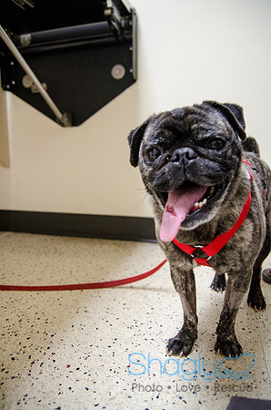 Sir Lancelot the Pug-36