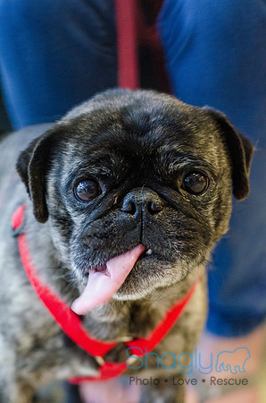 Sir Lancelot the Pug-22