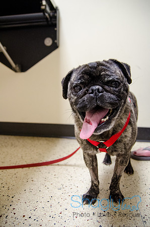 Sir Lancelot the Pug-37
