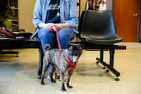Sir Lancelot the Pug-9
