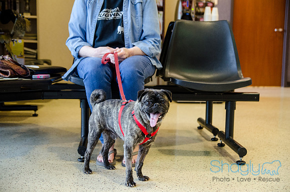 Sir Lancelot the Pug-9