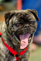 Sir Lancelot the Pug-3