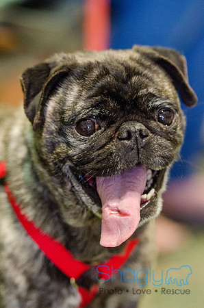 Sir Lancelot the Pug-3