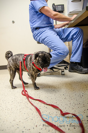 Sir Lancelot the Pug-46
