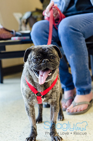 Sir Lancelot the Pug-26