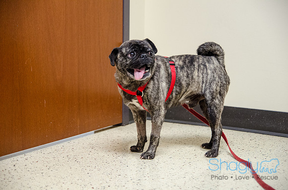 Sir Lancelot the Pug-58