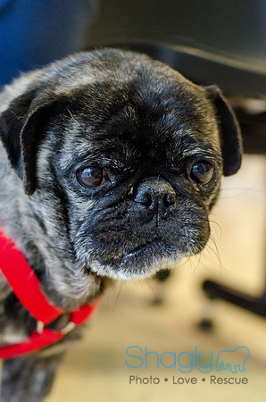 Sir Lancelot the Pug-21