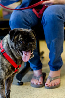Sir Lancelot the Pug-16