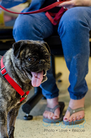 Sir Lancelot the Pug-16