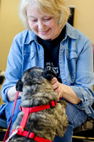 Sir Lancelot the Pug-17