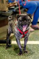 Sir Lancelot the Pug-4