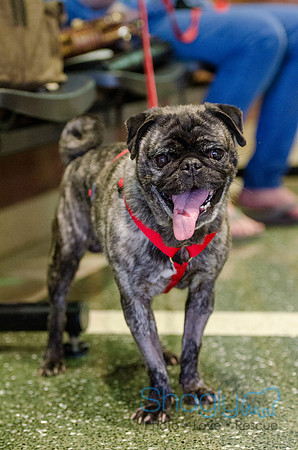 Sir Lancelot the Pug-4