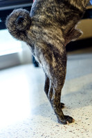 Sir Lancelot the Pug-19
