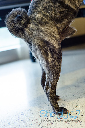 Sir Lancelot the Pug-19