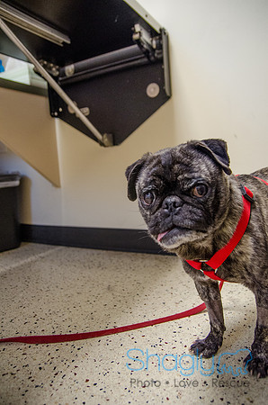 Sir Lancelot the Pug-52