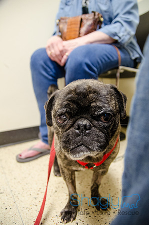 Sir Lancelot the Pug-48