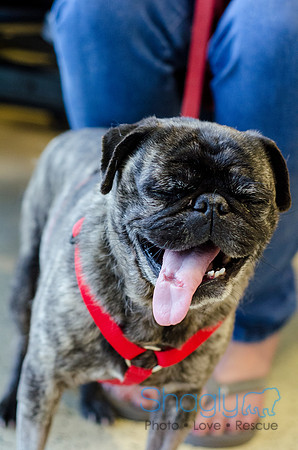 Sir Lancelot the Pug-24