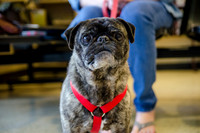 Sir Lancelot the Pug-10