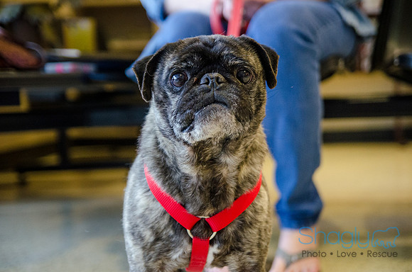 Sir Lancelot the Pug-10