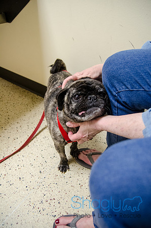 Sir Lancelot the Pug-32