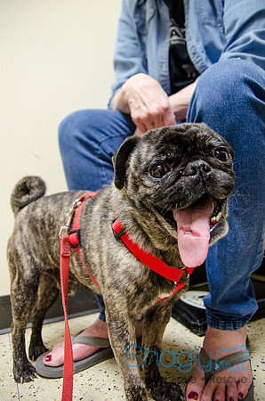 Sir Lancelot the Pug-34