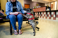 Sir Lancelot the Pug-14