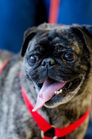 Sir Lancelot the Pug-7
