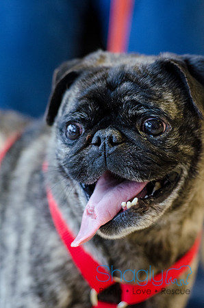 Sir Lancelot the Pug-7